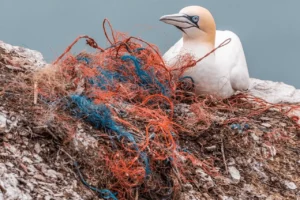 Plastique Déchets plastiques avec mouette dessus